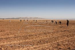 Image du Maroc Professionnelle de  Des ouvriers s'activent à la mise en place d’un système moderne d'arrosage qui laisse passer l’eau petit à petit, dit "goutte à goutte" dans une nouvelle ferme où l’on procède à la plantation d'orangers à Chichaoua, Mardi 27 Février 2007. (Photo / Abdeljalil Bounhar) 